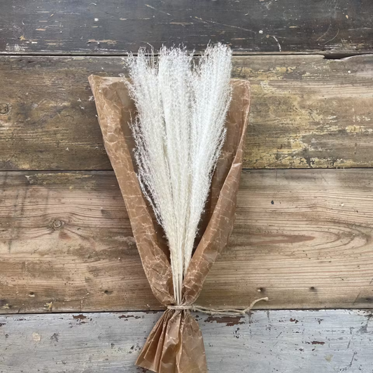 Pampasgräs lyxig miscanthus 10-pack