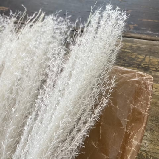 Pampasgräs lyxig miscanthus 10-pack