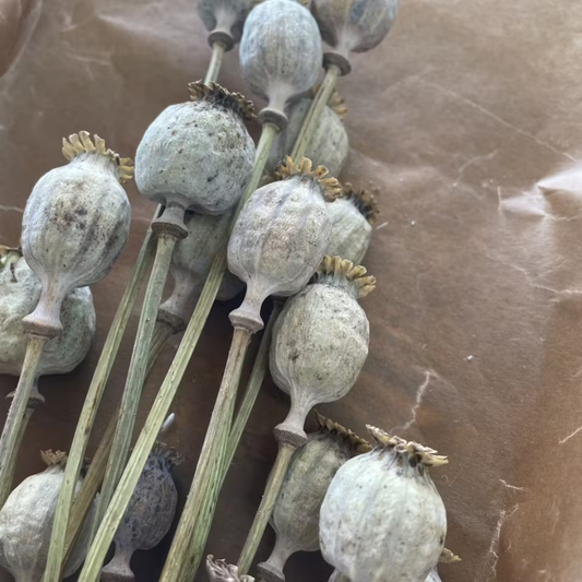 Vallmo Naturell 15-pack