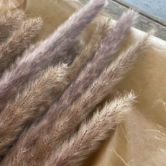 Pampasgräs 10-pack, Natur