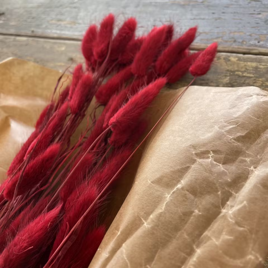 Lagurus Rabbit tail 80gr,