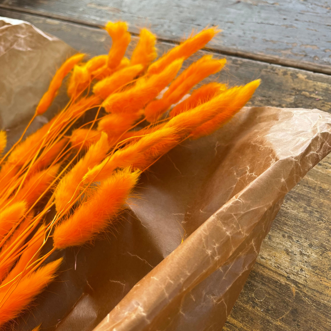 Lagurus Rabbit Tail 80g, Orange