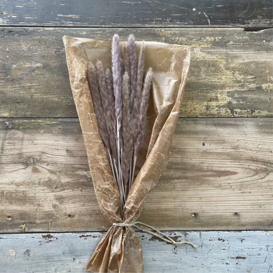 Pampasgräs 10-pack, Natur