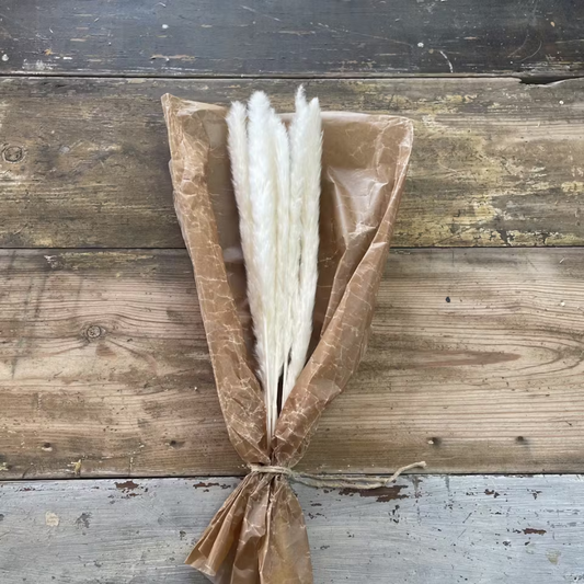 Pampasgräs 10-pack, Vit