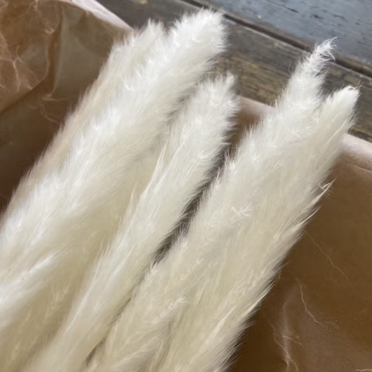 Pampasgräs 10-pack, Vit