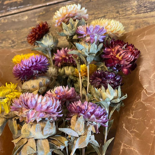 Krysantemum 20-pack, Mix