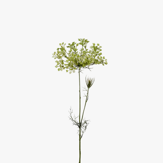 Allium 70cm