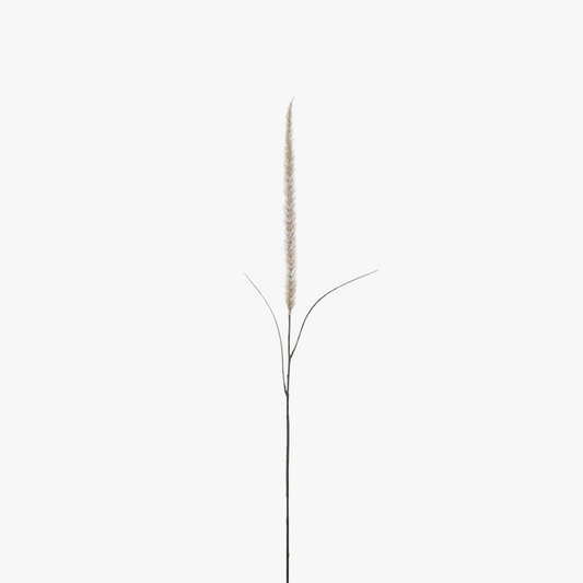 Fjäderborstgräs 105cm, natur