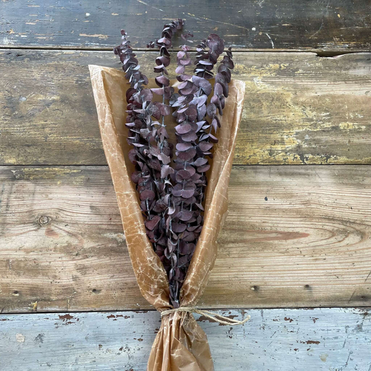 Storbladig röd eucalyptus