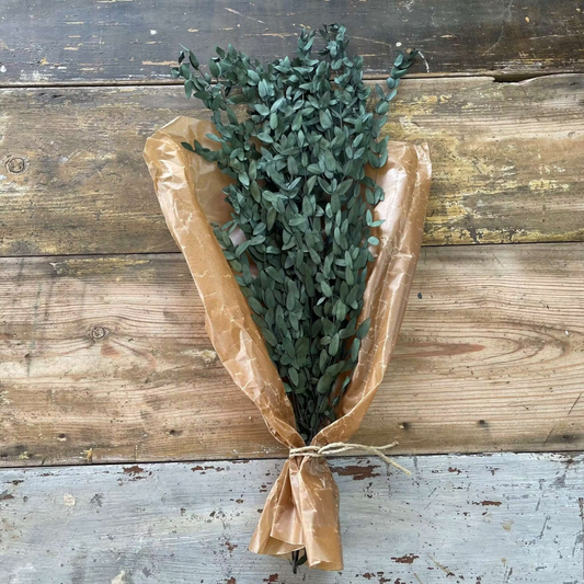 Småbladig eucalyptus grön