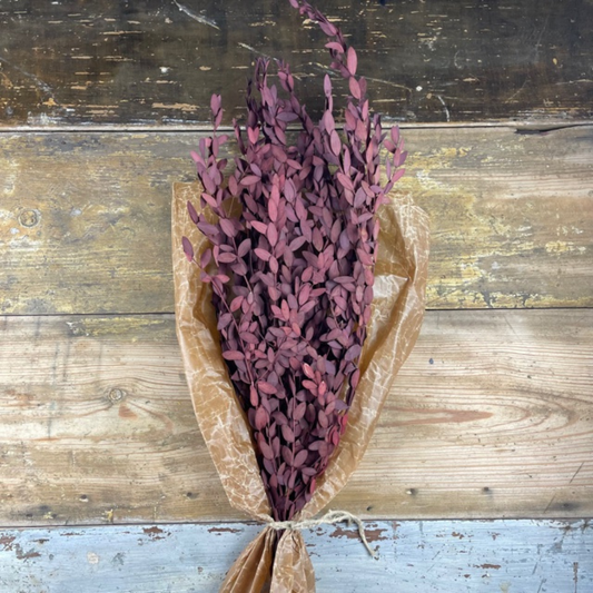 Småbladig eucalyptus röd