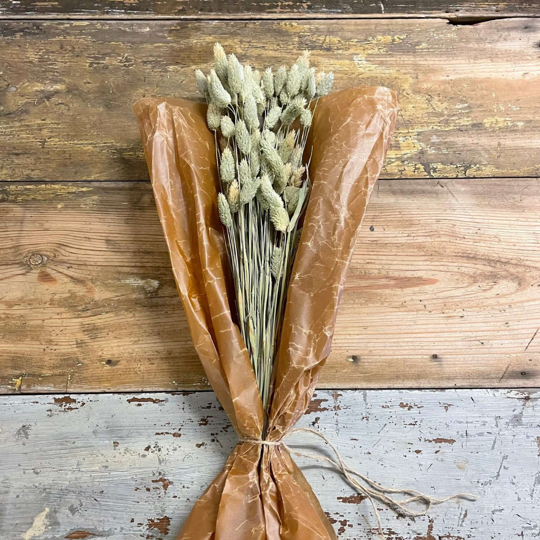 Phalaris 100gram natur