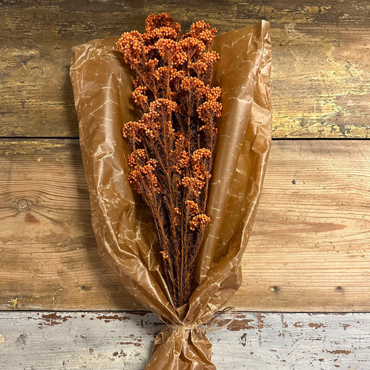 Diosmi Rice Flower 100gr, Orange