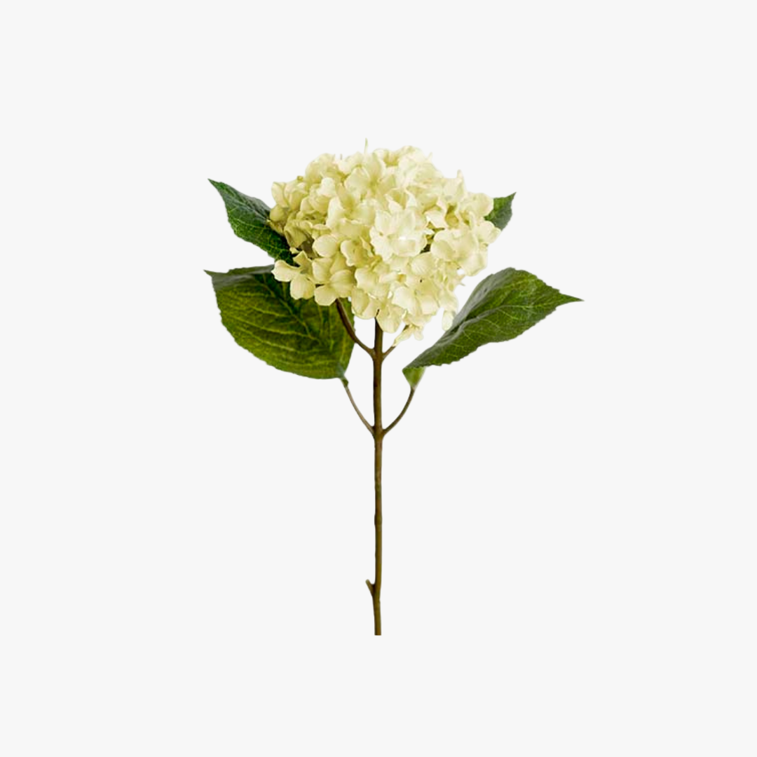 Hortensia 40cm, Vit