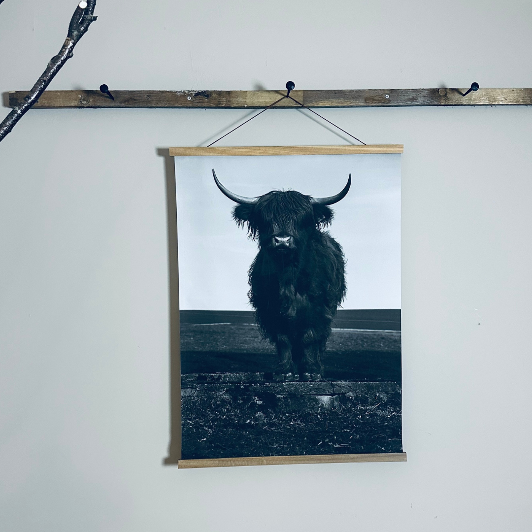 Canvasposter Highland Cattle