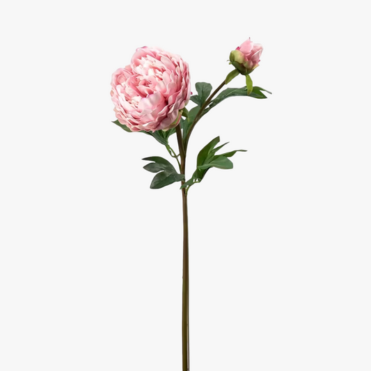Pion 65cm, Rosa