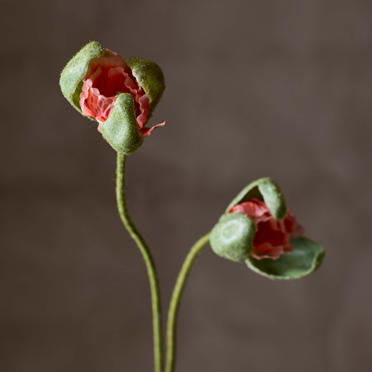 Poppy bud Coral 78cm