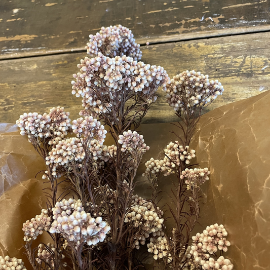 Diosmi Rice Flower 100gr, Ljusrosa