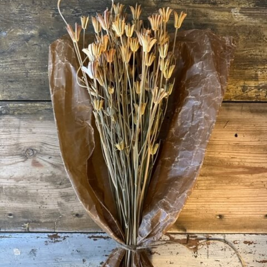Nigella natur torkade blommor