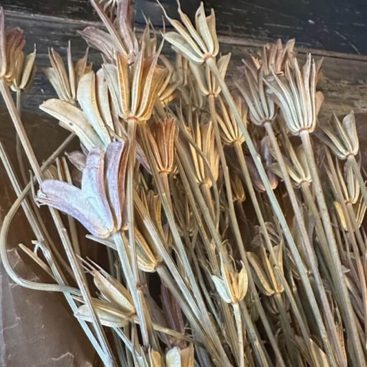 Torkade blommor nigella natur