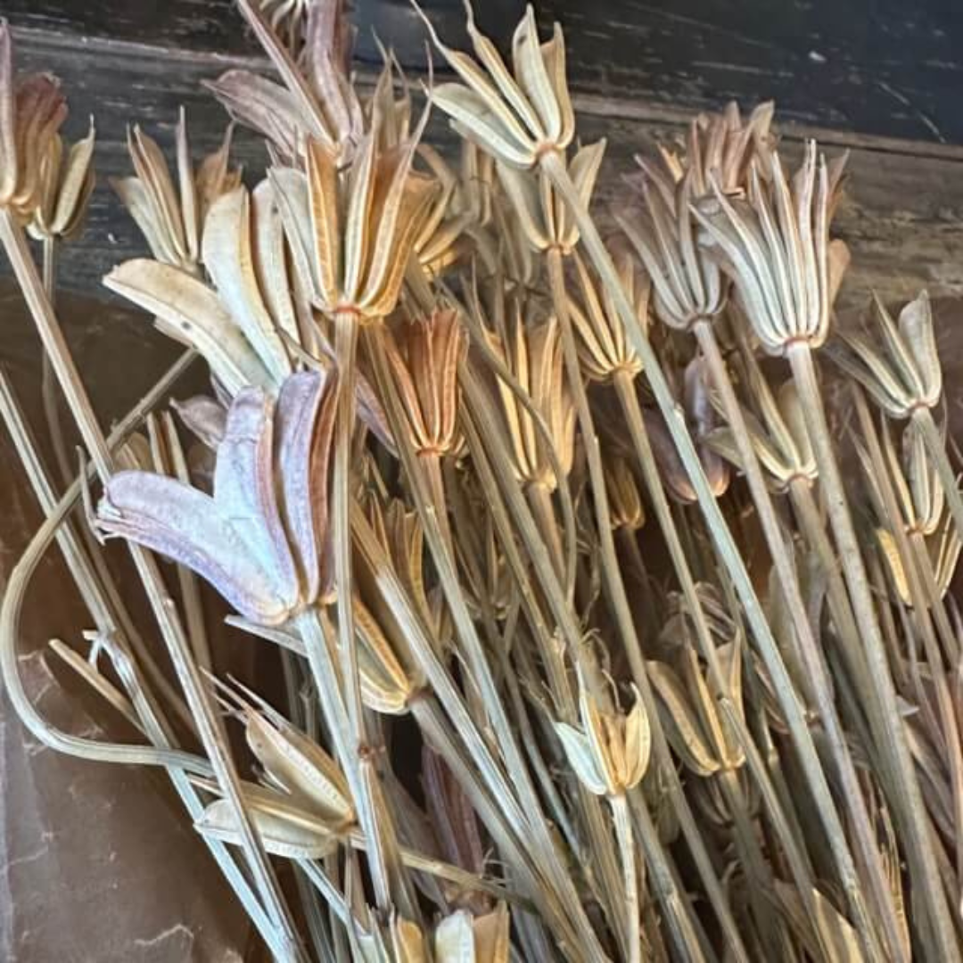 Torkade blommor nigella natur