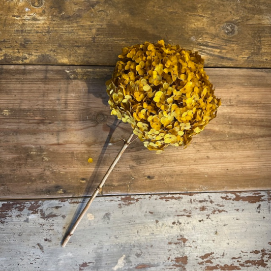 Hortensia, Höst gul