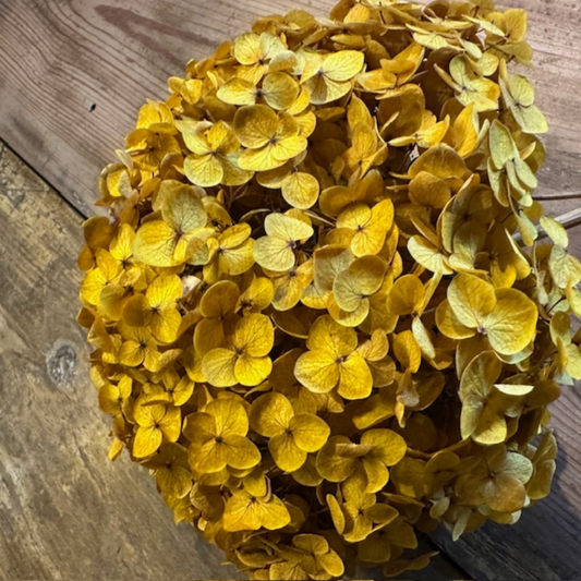 Hortensia, Höst gul