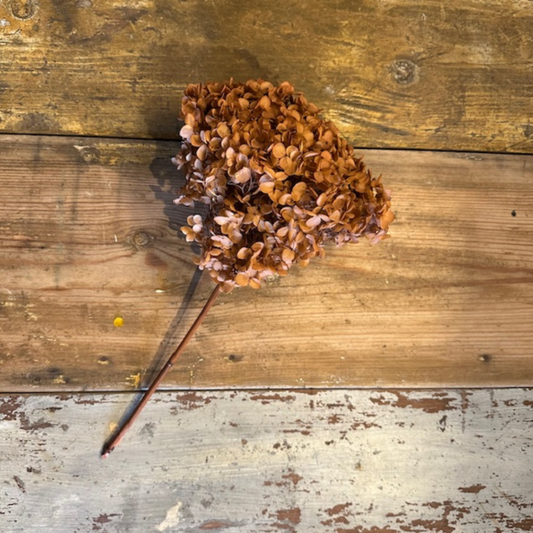 Hortensia, Ljus koppar