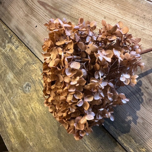 Hortensia, Ljus koppar