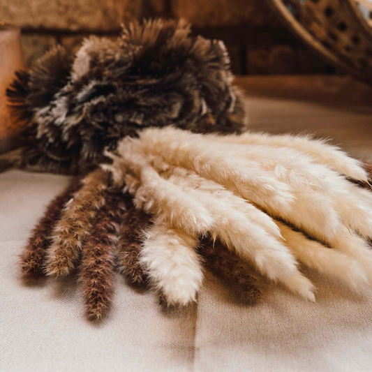 Pampasgräs 10-pack, Vit