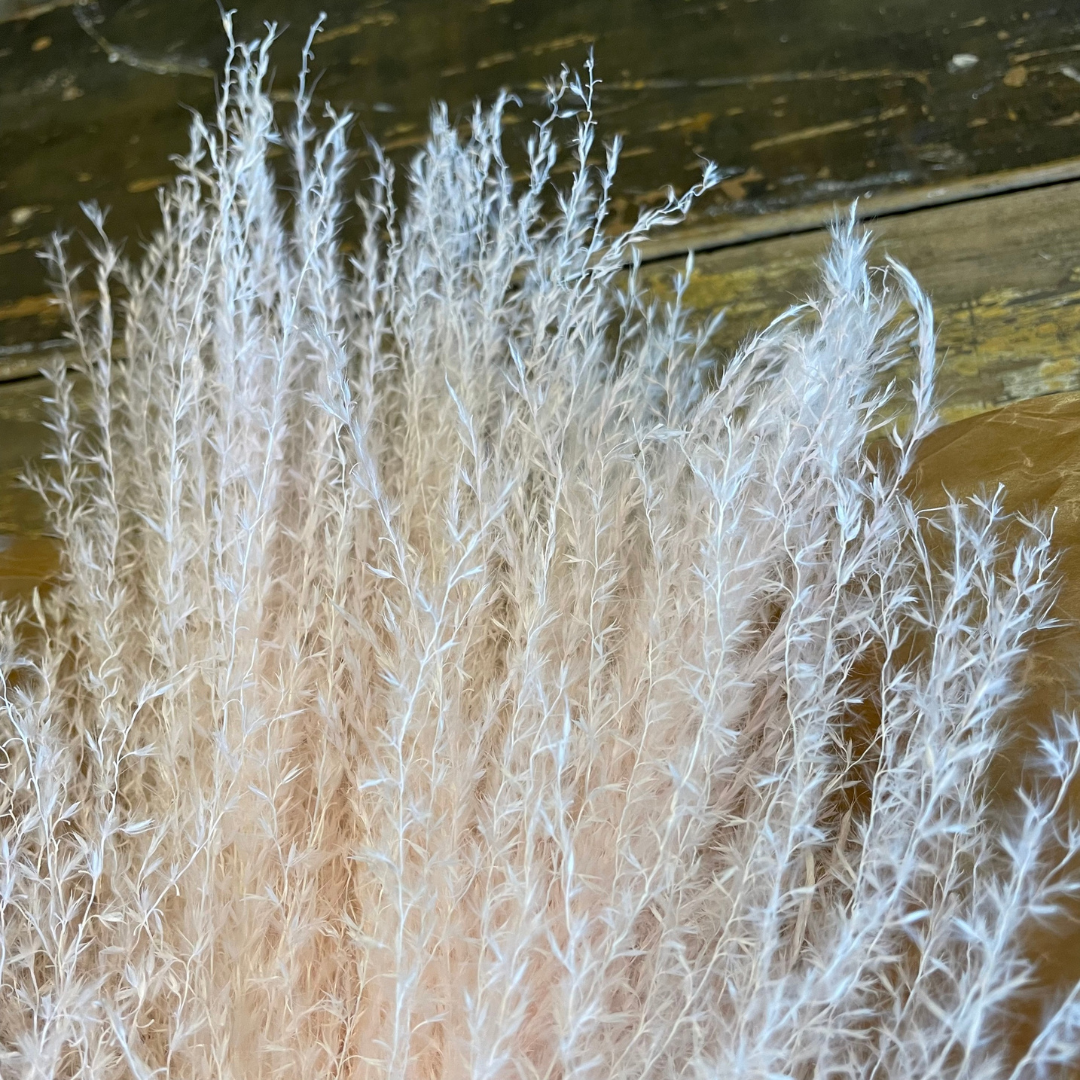Pampasgräs lyxig miscanthus 10-pack