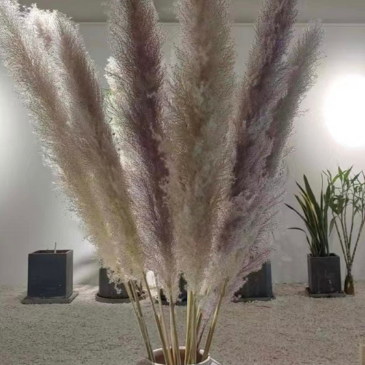 Stora Pampasgräs 110cm, Natur