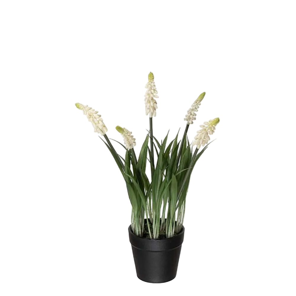 Grape hyacinth in pot, 28cm