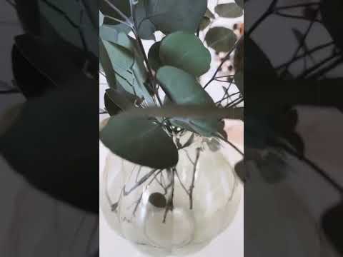 Apple leaves grön video