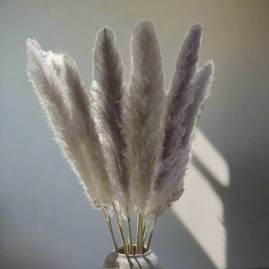 Stora Pampasgräs 110cm, Natur