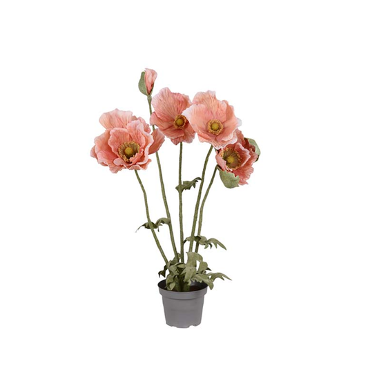 Potted Poppy Apricot, 50cm