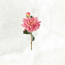 Dahlia 70cm