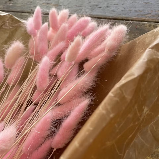 Lagurus Rabbit tail 80gr, Rosa