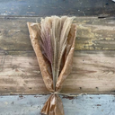 Pampasgräs lyxig miscanthus 10-pack
