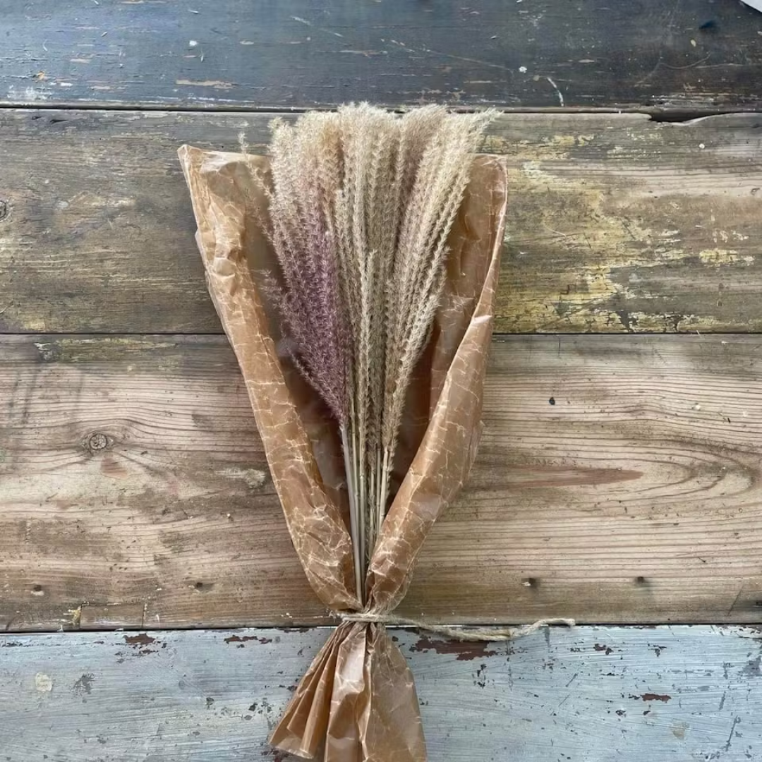 Pampasgräs lyxig miscanthus 10-pack