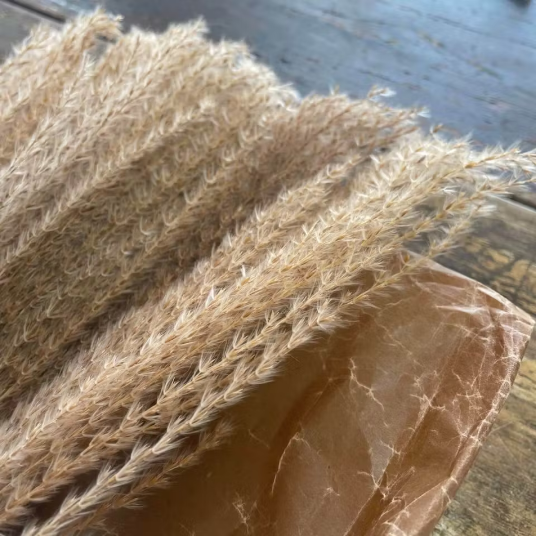 Pampasgräs lyxig miscanthus 10-pack