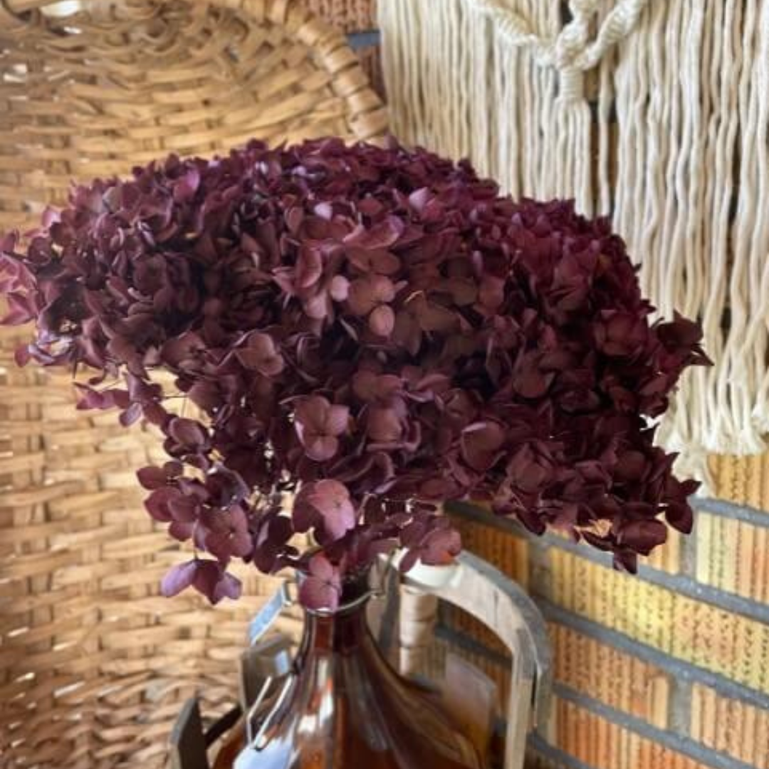Hortensia, Vinröd