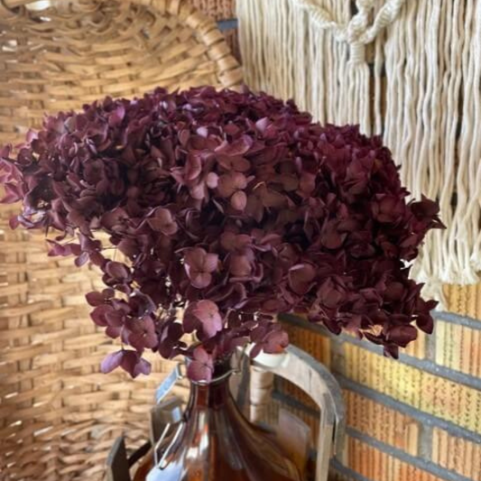 Hortensia, Vinröd