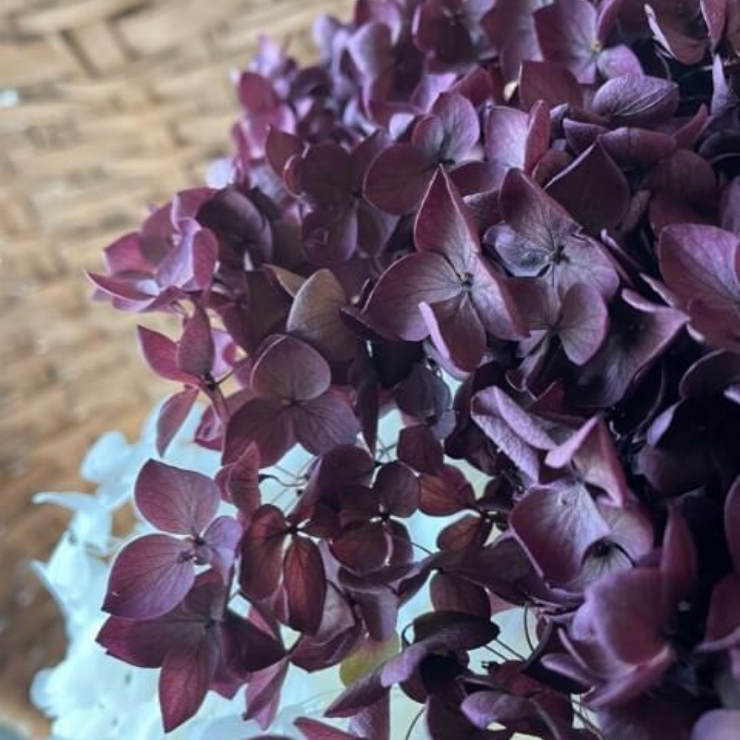 Hortensia, Vinröd