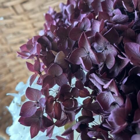 Hortensia, Vinröd