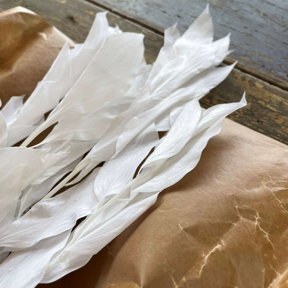 Storbladig Ruscus 5-pack