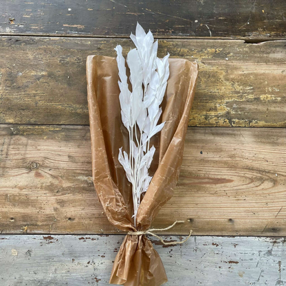 Storbladig Ruscus 5-pack