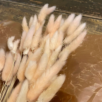 Lagurus Rabbit tail 80gr,