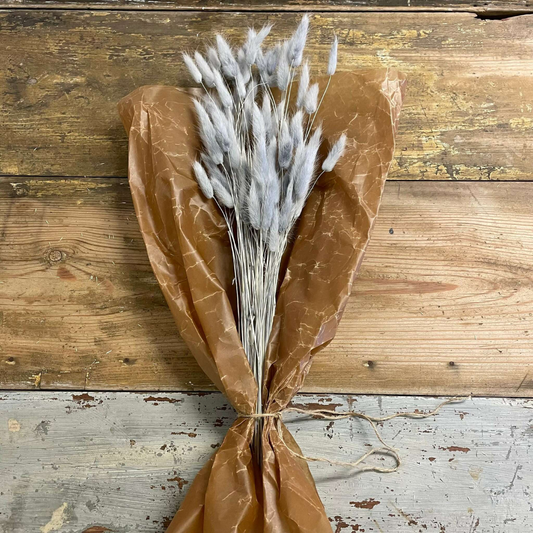 Lagurus Rabbit tail 80gr, Grå