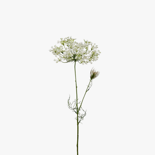 Allium 70cm